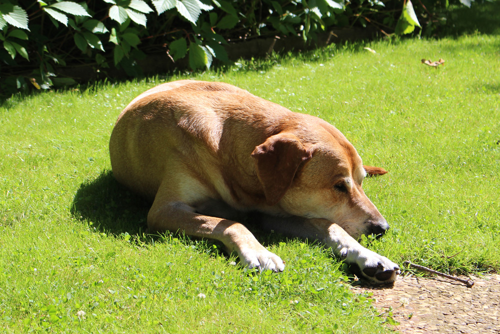 Was tun, wenn der Hund einen Hitzschlag erleidet? aktion tier