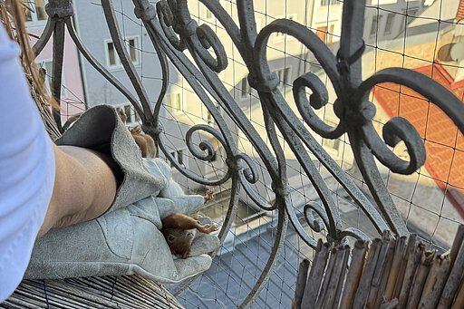 Das Eichhörnchen konnte vorsichtig befreit werden.