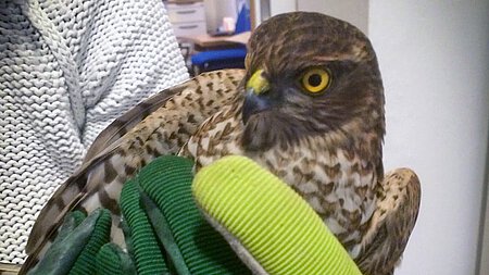 Sperberweibchen mit Anflugtrauma