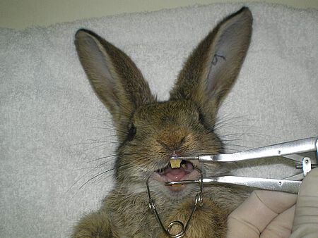 Routineuntersuchung beim Kaninchen