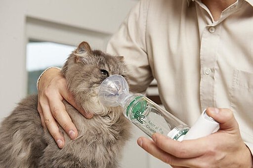 Felines Asthma muss behandelt werden Felines Asthma muss behandelt werden