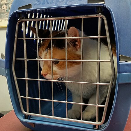 Katzen in einer sicheren Transportbox Katzen in einer sicheren Transportbox