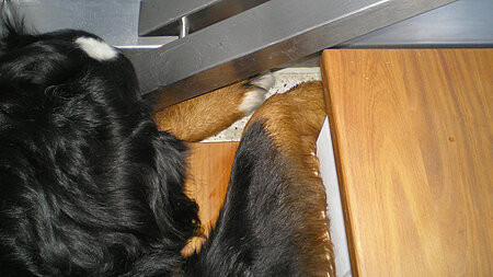 Pfote im Treppengeländer Pfote im Treppengeländer