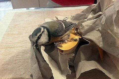 Blaumeise in Not Blaumeise in Not