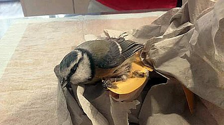 Blaumeise in Not Blaumeise in Not