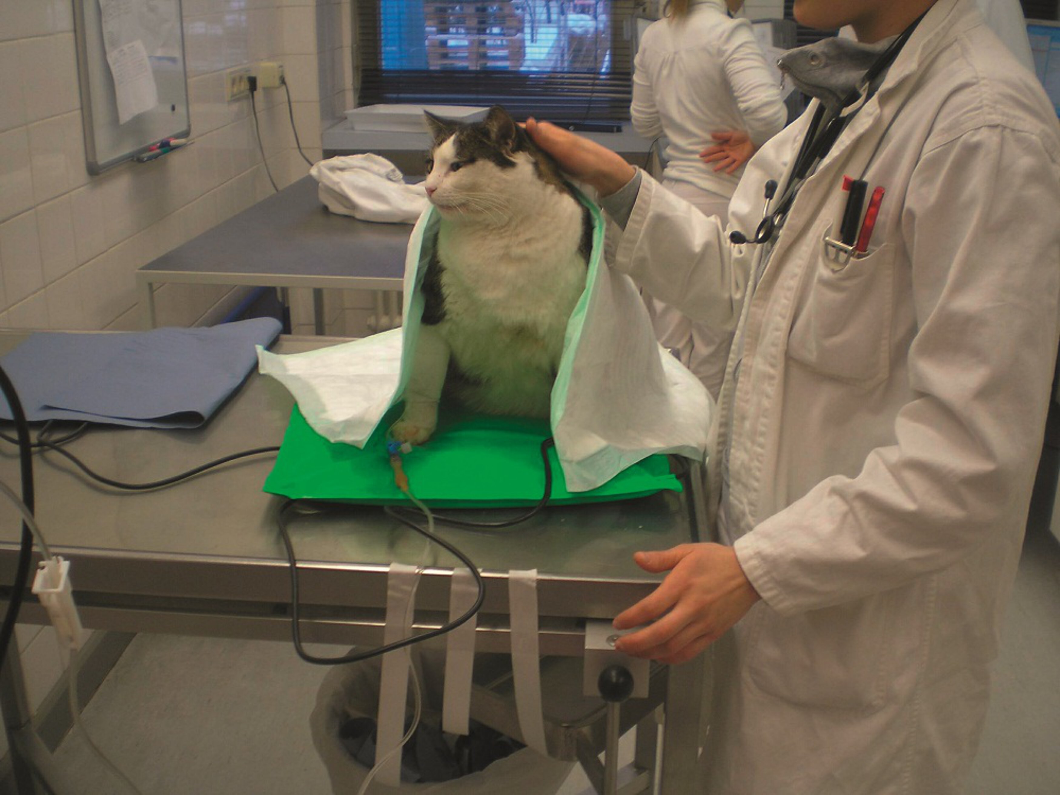 Auch Katzen können Diabetes bekommen aktion tier Tierrettung München