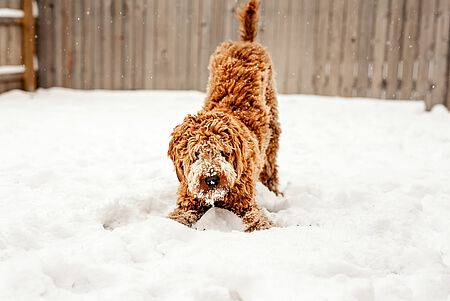 Hund im Schnee