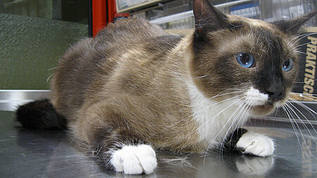 Katze fällt mit Kratzbaum vom Balkon