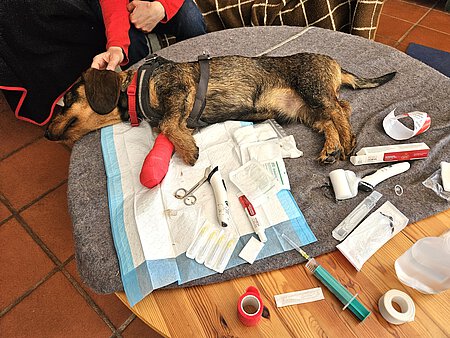 Lumpi erhielt einen schicken Verband. Lumpi erhielt einen schicken Verband.