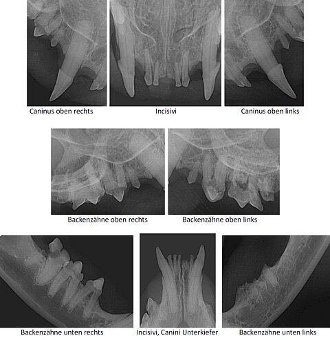 Auf Zahnröntgenbildern sieht man alle Veränderungen und Schäden an Kiefer und Zähnen. Auf Zahnröntgenbildern sieht man alle Veränderungen und Schäden an Kiefer und Zähnen.