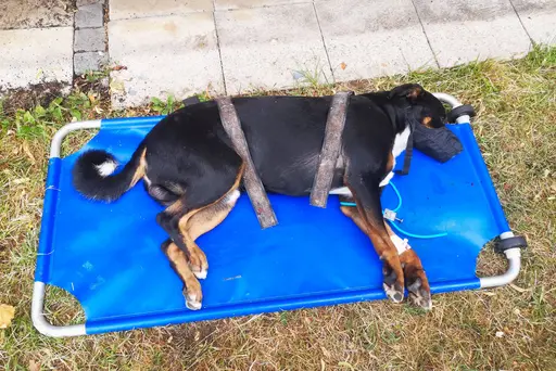 Appenzeller Sennenhund "Apollo"