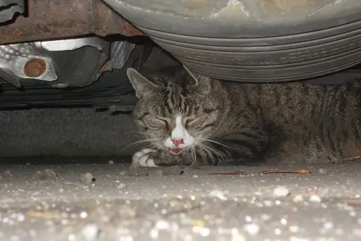 Die Katze schafft es nach zwei Unfällen gerade noch, unter einem parkenden Auto Zuflucht zu suchen.