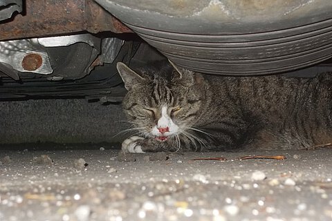 Die Katze schafft es nach zwei Unfällen gerade noch, unter einem parkenden Auto Zuflucht zu suchen. Die Katze schafft es nach zwei Unfällen gerade noch, unter einem parkenden Auto Zuflucht zu suchen.