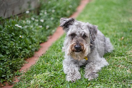 Designerhund - Schnoodle Designerhund - Schnoodle