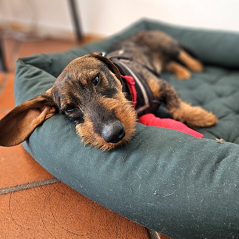 Der kleine Lumpi hatte eine Rauferei in einer Tierpension. Der kleine Lumpi hatte eine Rauferei in einer Tierpension.