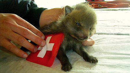 Ein Wärmekissen schützt vor Unterkühlung Ein Wärmekissen schützt vor Unterkühlung