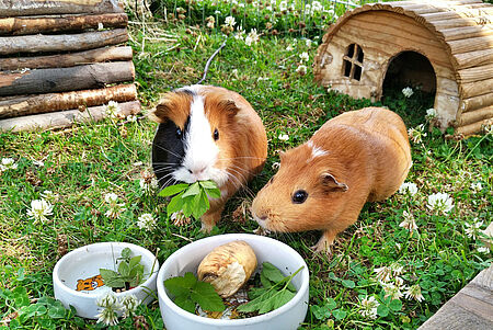 Meerschweinchengruppe im Garten