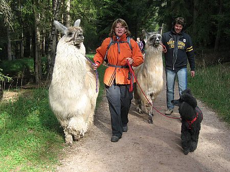 Wanderung mit Lamas