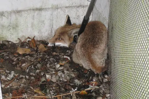 Fuchs im Lichtschacht gefangen