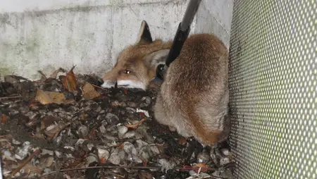 Fuchs im Lichtschacht gefangen