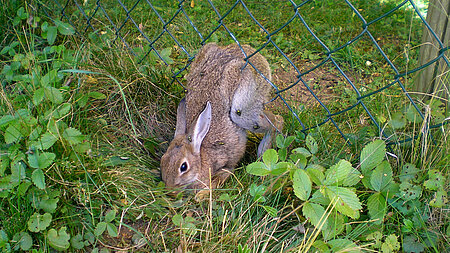 Maschendrahtzaun wird fast zu Todesfalle