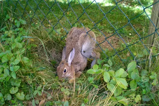 Maschendrahtzaun wird fast zu Todesfalle