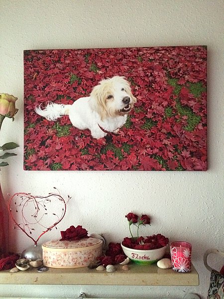 Eine Erinnerung an Flocke. Eine Erinnerung an Flocke.