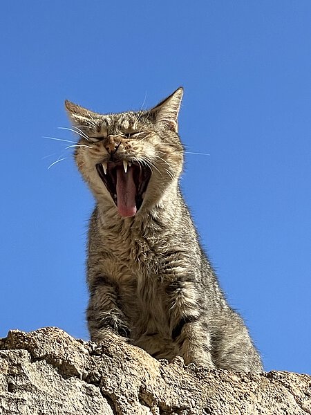 Lassen Sie Ihre Katze kastrieren!