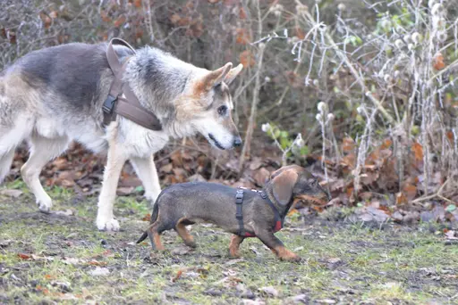 Schäferhund Mix Rex mit Dackelfreundin Bella.