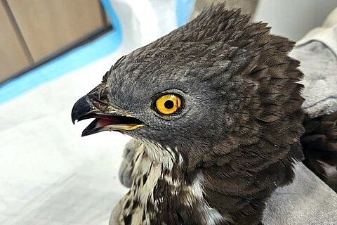 © Tierrettung München