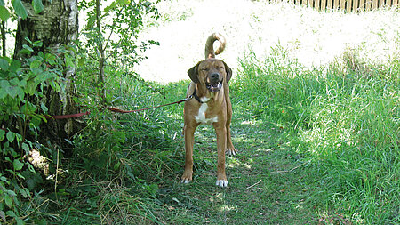 Kampfhund-Mix einfach ausgesetzt