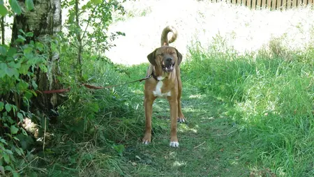 Kampfhund-Mix einfach ausgesetzt