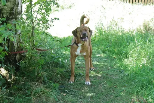 Kampfhund-Mix einfach ausgesetzt