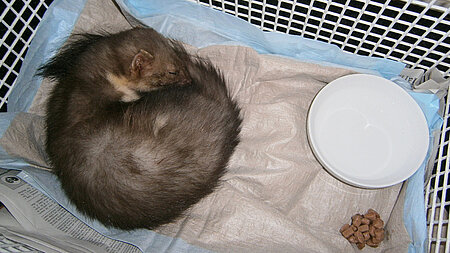 Rettung eines angefahrenen Steinmarders Rettung eines angefahrenen Steinmarders