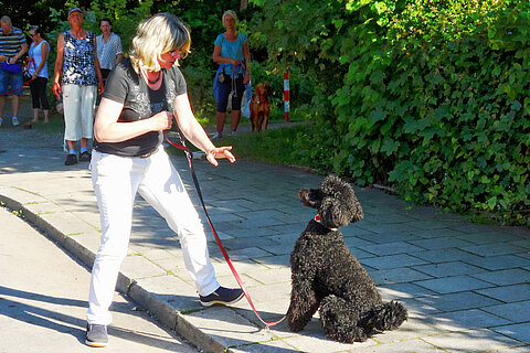 Gute Erziehung schützt Ihren Hund!
