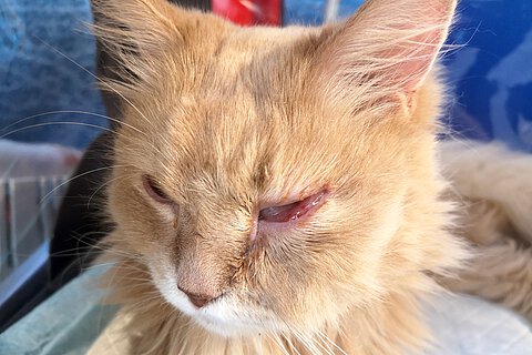 Katze mit geschwollenem Auge