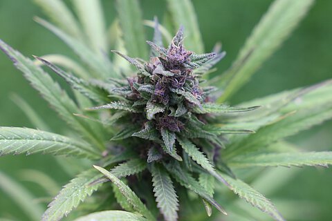 Hanf ist seit April 2024 in Deutschland legal. Hanf ist seit April 2024 in Deutschland legal.