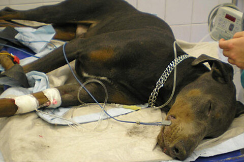 Vergifteter Dobermann Vergifteter Dobermann