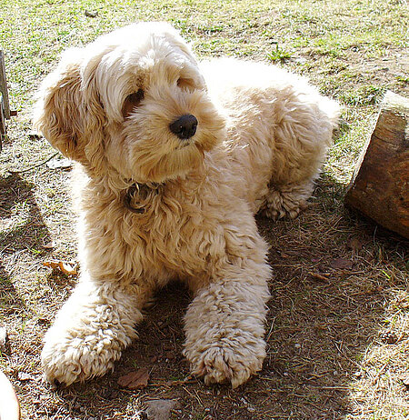 Designerhund - Cockerpoo Designerhund - Cockerpoo