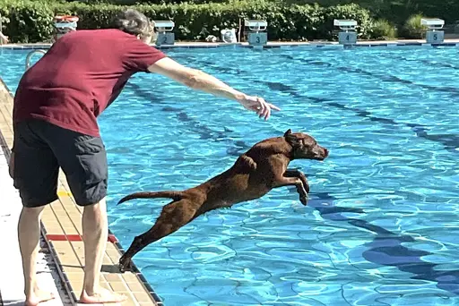 Hundeschwimmen in München