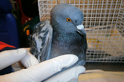 Junge Stadttaube vor Tod bewahrt