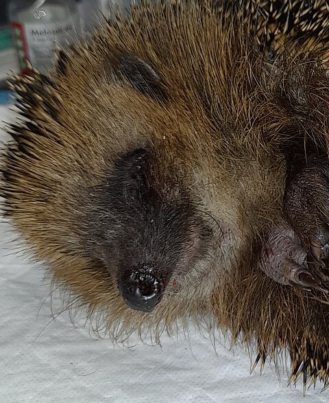 Nahaufnahme einer Unterkieferfraktur beim Igel.