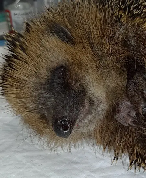 Nahaufnahme einer Unterkieferfraktur beim Igel.