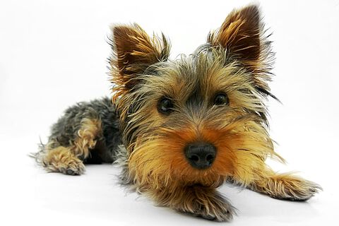 Yorkshire Terrier neigen öfter zu Durchfallerkrankungen.