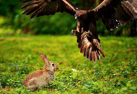 Auch Greifvögel können für Kaninchen gefährlich werden.