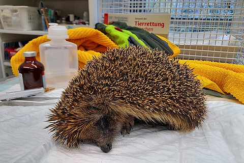 Eisbär bei Erstbehandlung.