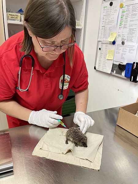 Igelweibchen bei der Behandlung