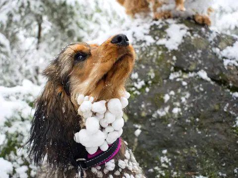 Schnee setzt sich als Klumpen überall im Fell ab.