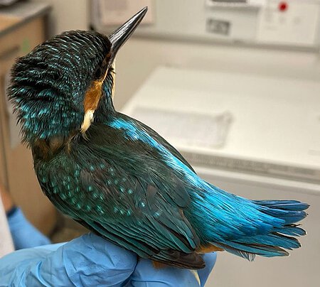 Der Eisvogel lebt auch in Bayern und jagt mit pfeilschnellem Sturzflug kleine Fische aus klaren Gewässern.