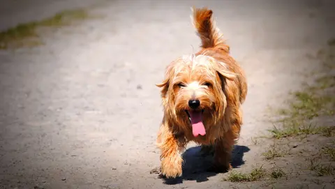 Hunde können über das Hecheln ihre Körpertemperatur regulieren.